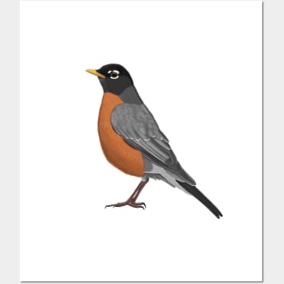 American Robin Bird Birder Birdlover Birdwatcher Animal Posters and Art